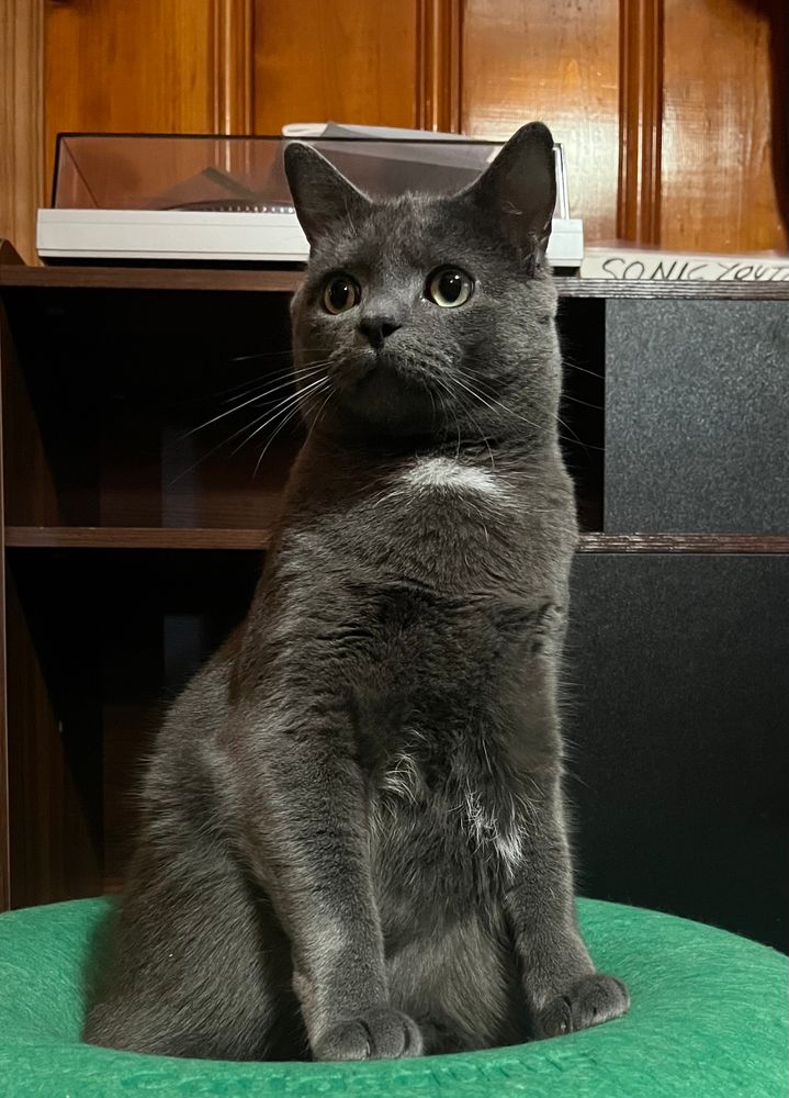 Pic of my big gray cat on his weird kitty furniture. 