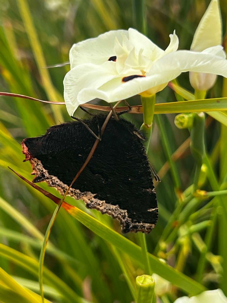 Morning Cloak Butterfly hanging underneath a white flower 