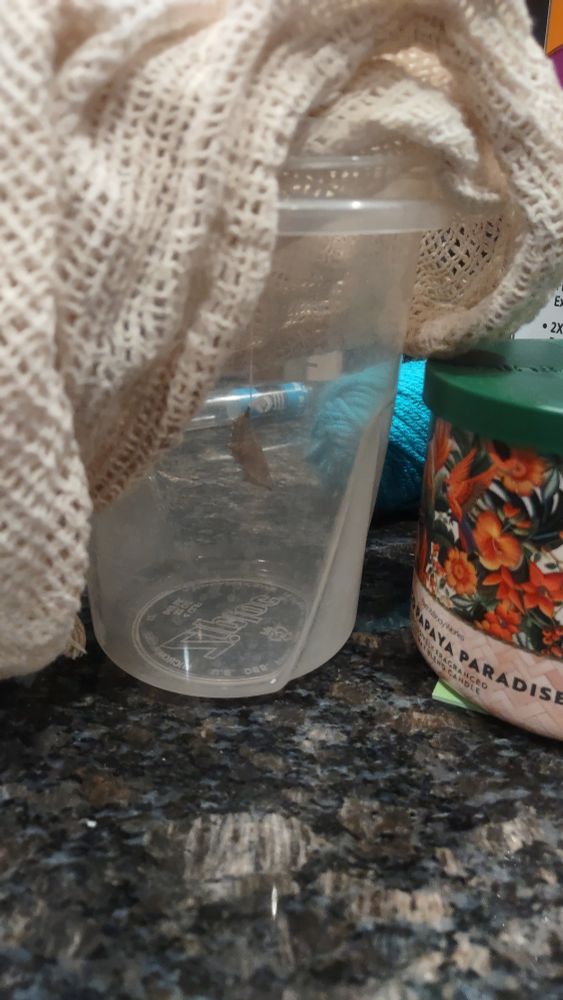 Wormy's temporary enclosure while it was in in its Chrysalis. Temporary enclosure consists of a plastic cup with netting on top and wormy's chrysalis hanging from some thread tied to a stick.