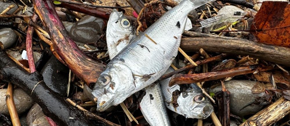 The real reason you're seeing dead fish this spring? Canadian weather - The Weather Network