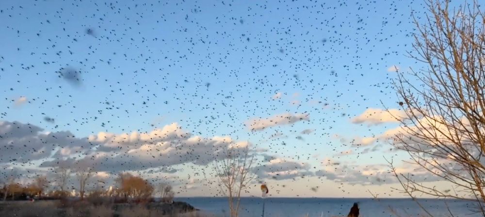 The midges are back, but think twice before you swat! - The Weather Network