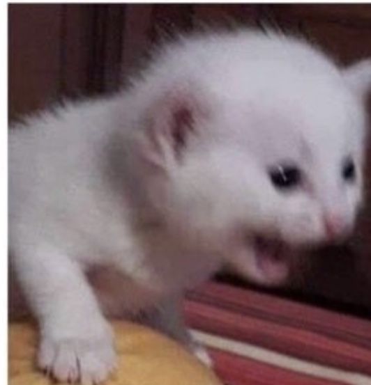 A blurry image of a white kitten.The image makes it appear as if the kitten is screaming.