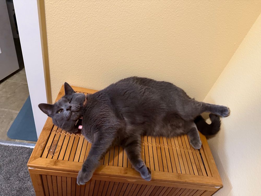My little grey cat Mishka sprawled on the top lid of a bamboo hamper, her stomach luxuriously exposed, her face winking 