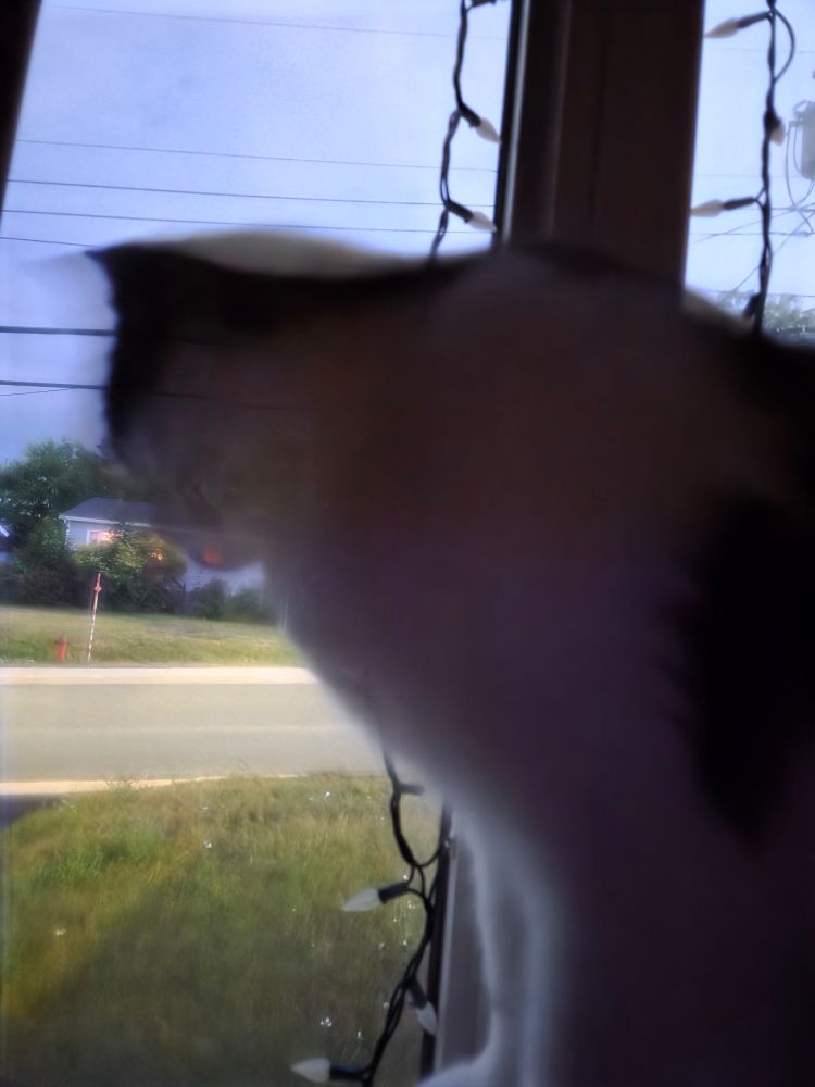 A cat stares out the window as lightning lights up the yard at midnight. It looks like it's morning. 