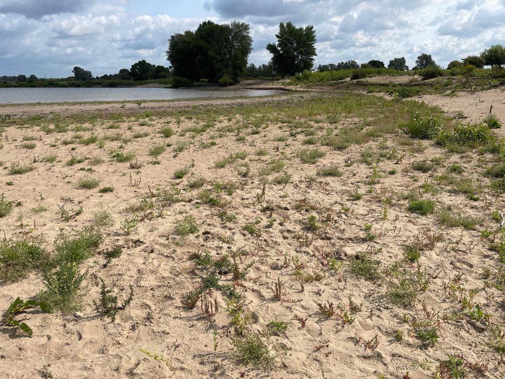 Pionierbegroeiing op een waalstrandje: boven verwachting soortenrijk met 36 soorten in de vegetatieopname. 