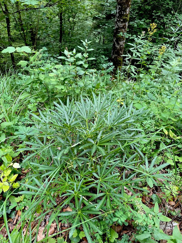 Stinkend nieskruid (Heleborus foetida). 