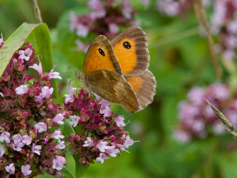 Oranje zandoogje (Pyronia tithonus).