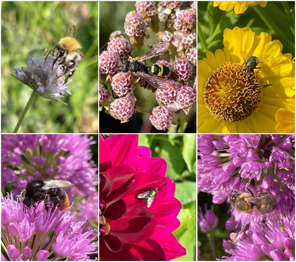 De soorten en hun aantallen die ik aantrof in een kwartiertje struinen in een bloeiende pluktuin met biologische bloemen, ca. 400 m2:

Ca 10 honingbijen (dus gekweekt);
2 akkerhommels;
2 steenhommels;
Ca. 15 groene vleesvliegen;
1 graafwesp (groefbijendoder);
1 groot langlijf (geen enkele andere zweefvlieg).




