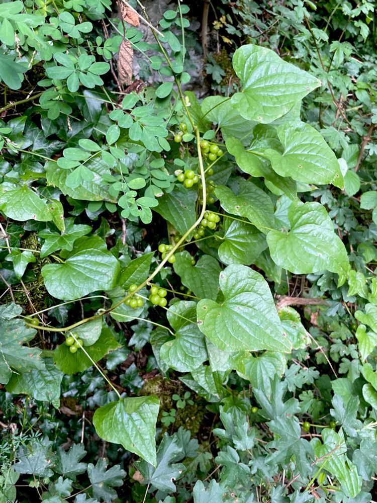 Spekwortel (Tamus communis); een Dioscoreaceae die me doet denken aan de tropen. 
