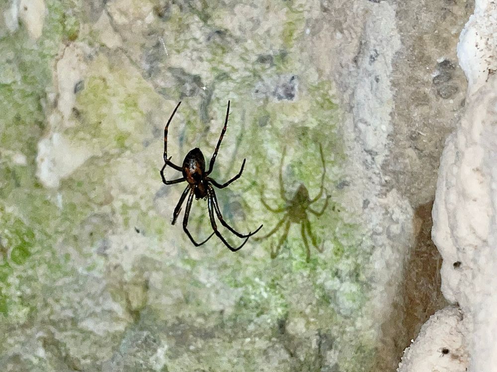 De gewone grottenspin (Meta menardi) in een web aan de muur. Ruim 4 cm groot 🕷️ 