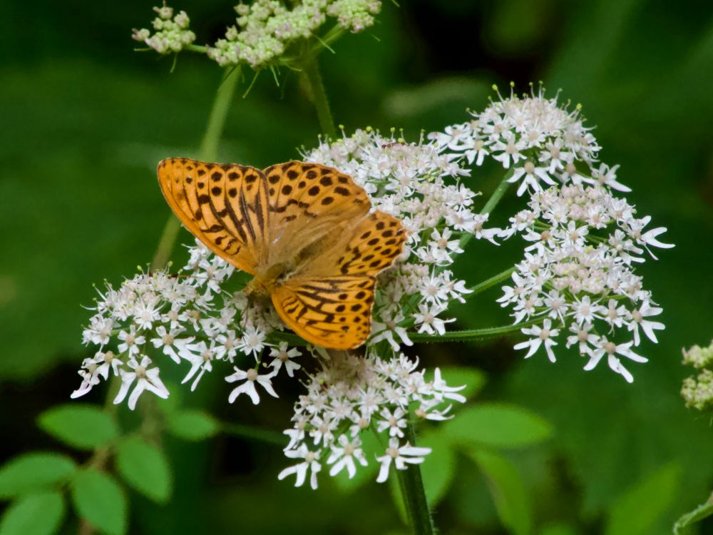 Keizersmantel (Argynnis paphia)