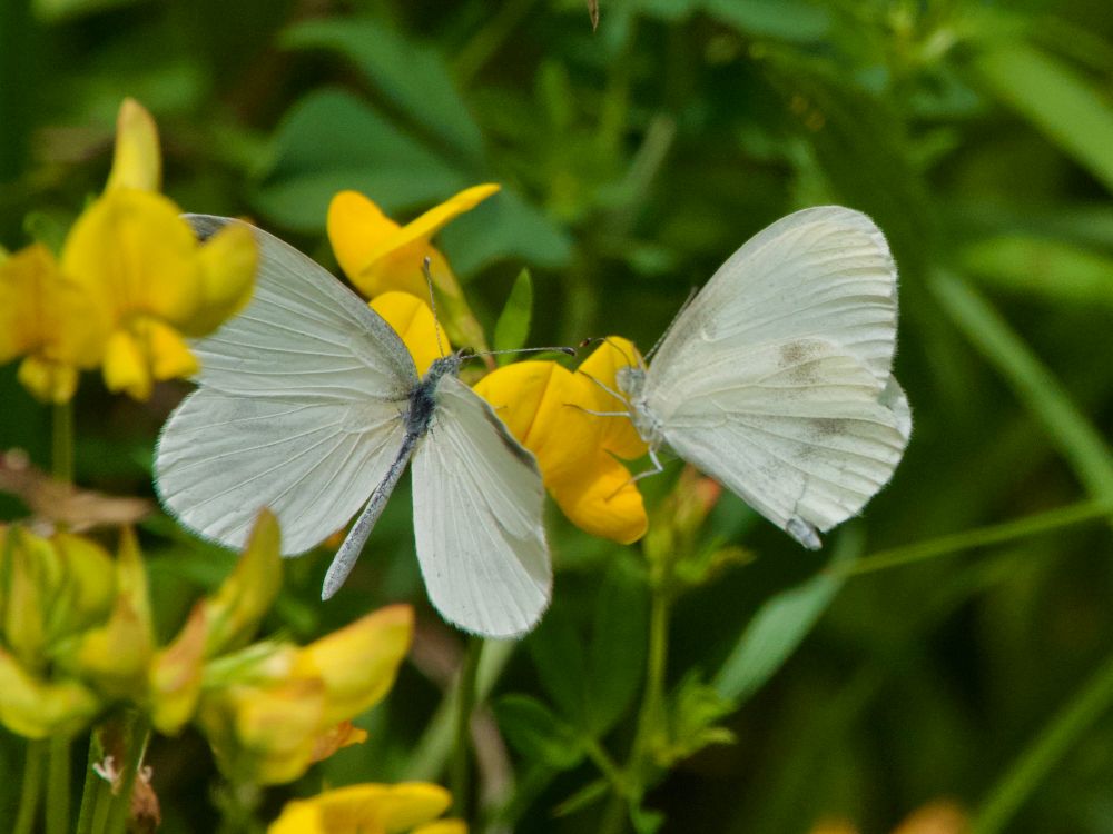 Paartje (?) boswitjes (Leptidea sinapis).