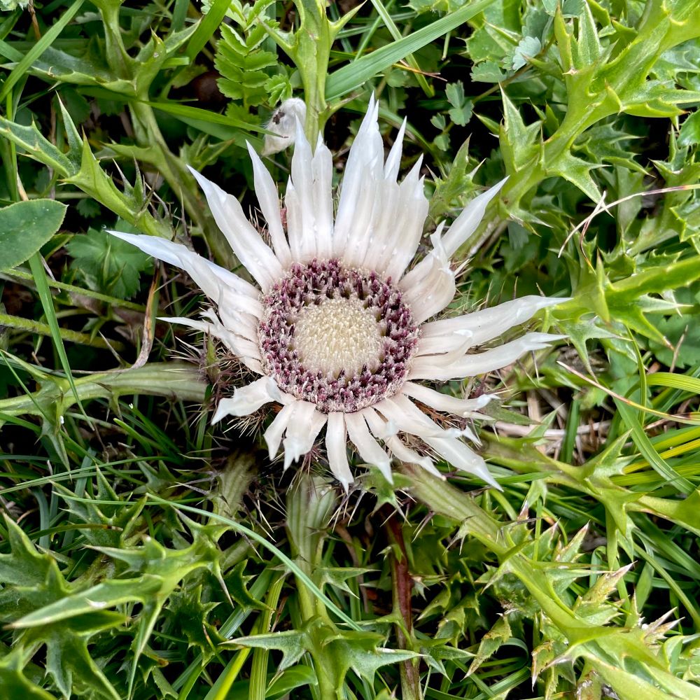 Zilverdistel/Carlina acaulis