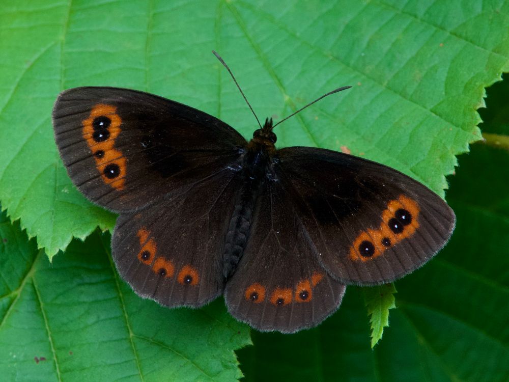 Zomererebia (Erebia aethiops). 