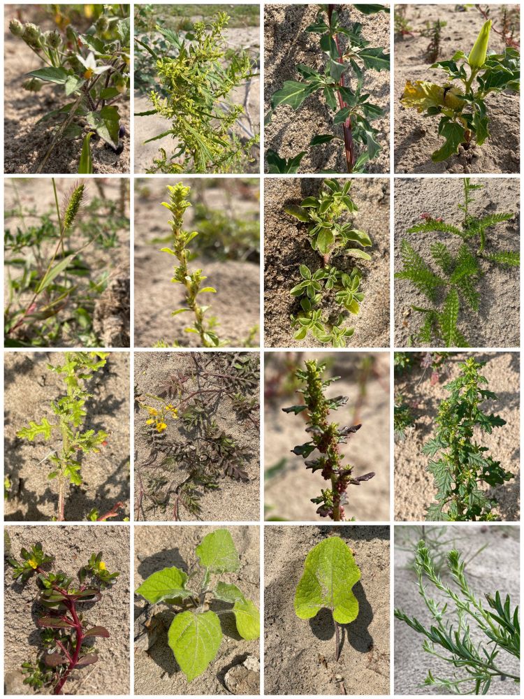 Veel soorten met één of enkele exemplaren, zoals druifkruid, zwarte nachtschade, postelein, zeegroene ganzevoet, welriekende ganzenvoet, nerfamarant, smal vlieszaad. 