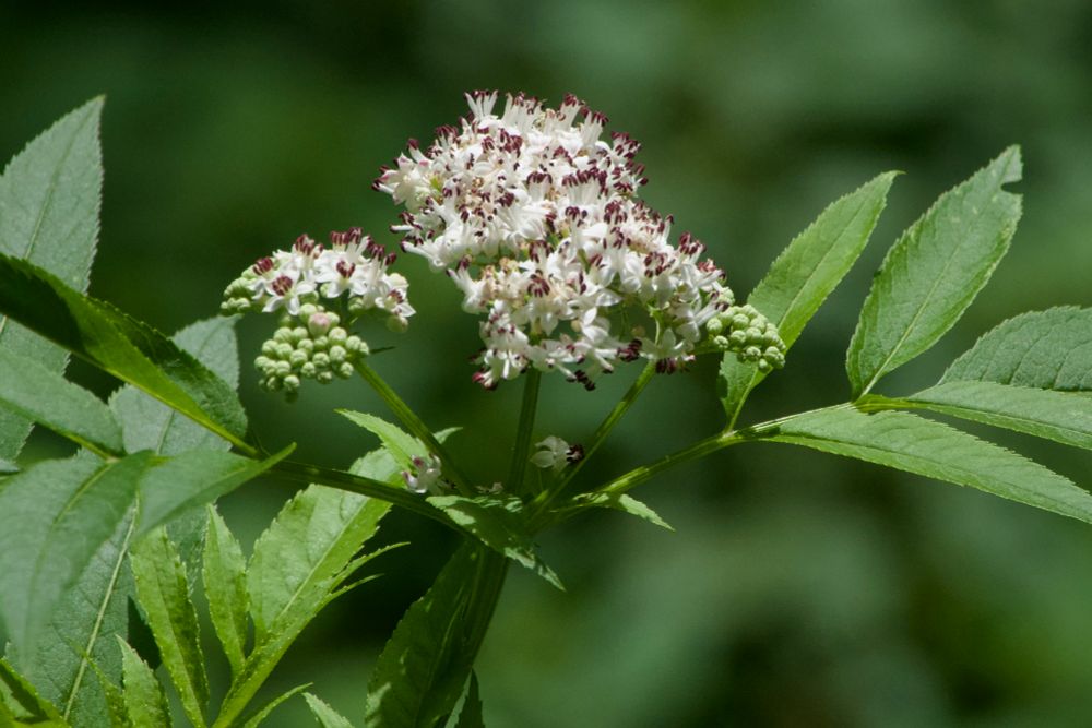 Kruidvlier (Sambucus ebulus). 