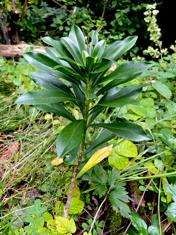 Zwart peperboompje (Daphne laureola). 