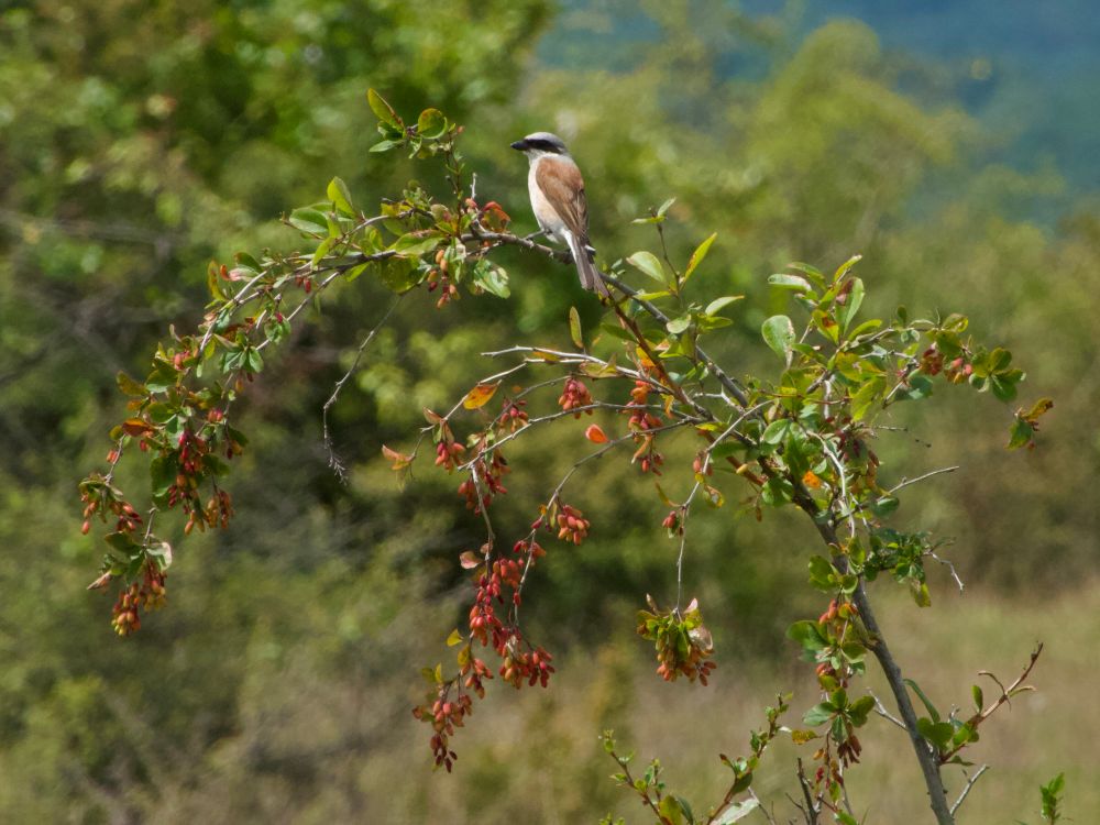 Zuurbes (Berberis vulgaris) met een grauwe klauwier er in. Zuidelijke Elzas. 