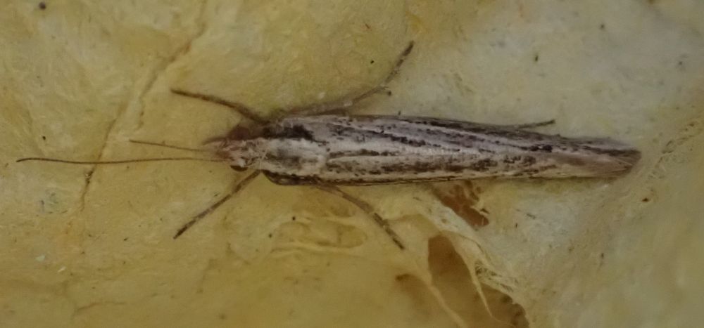 A stripey micro-moth