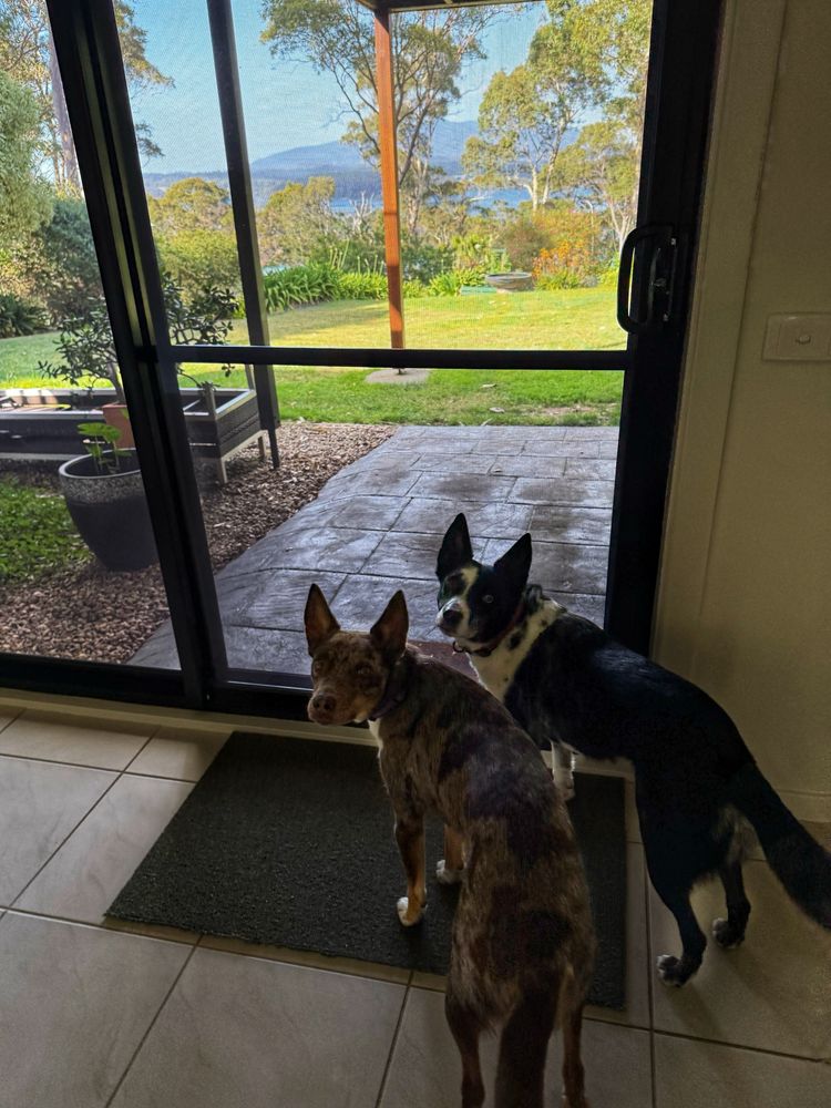 Leeloo and Hepsta waiting at the back door