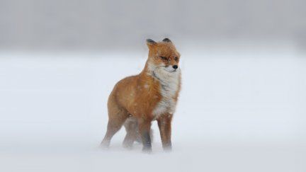 A red fox being buffeted back as it attempts to move forward through a strong wind on a snowy field. This picture was most famously used in the "it fucken wimdy" meme.
