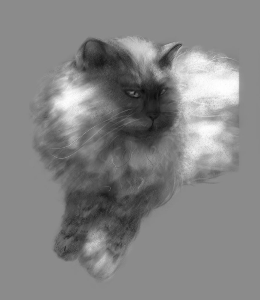 Drawing of a cat. The cat is lying down and looking to her left.