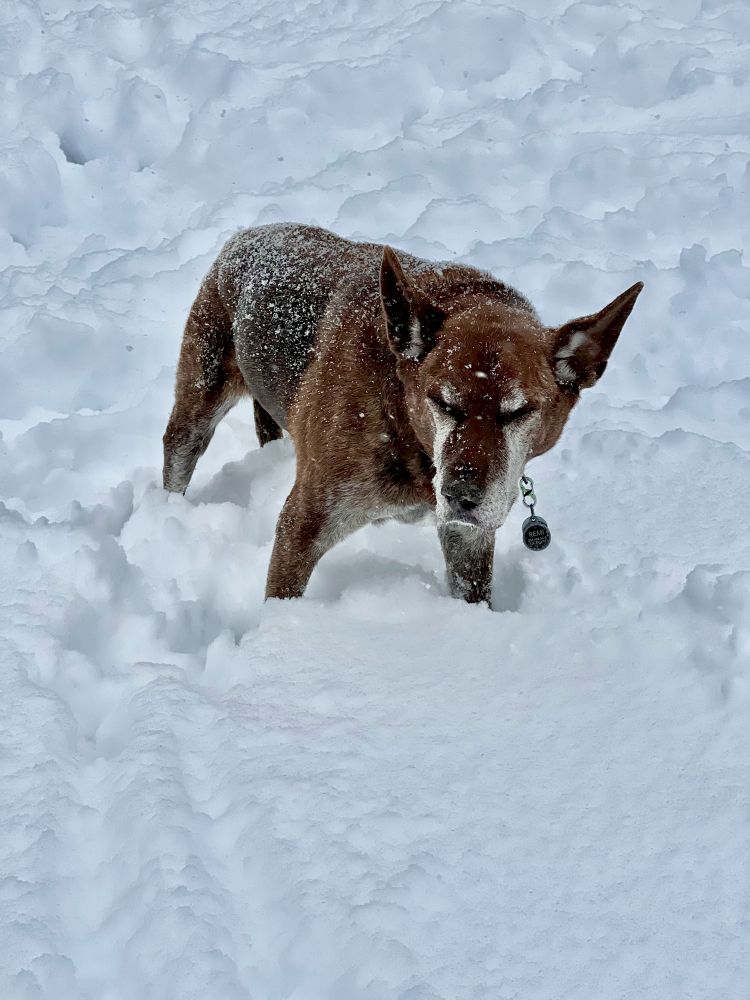 A brown dog stands knees-deep in the snow with her eyes closed.