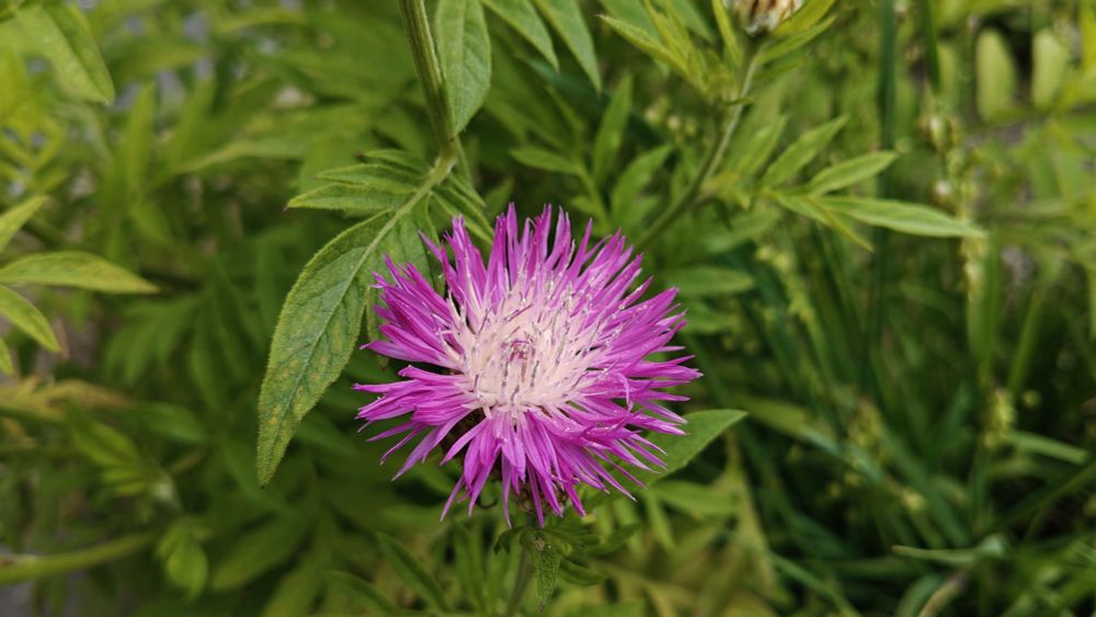 Close up of a Centaurea flower