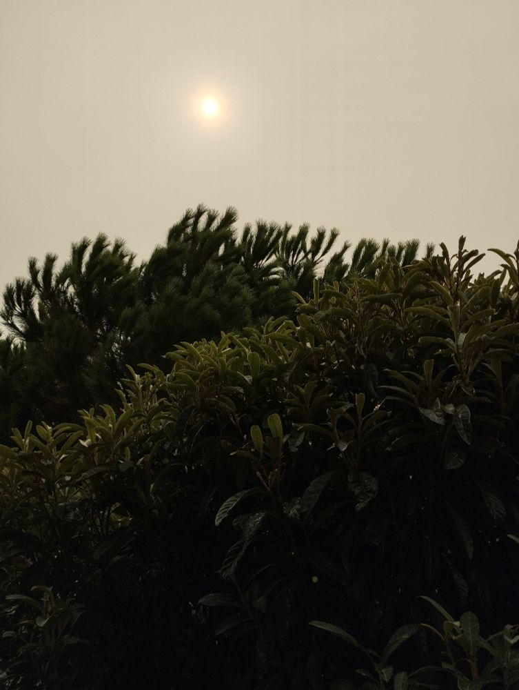 Soleil voilé et ciel jaune/gris à cause des fumées des incendies en Espagne 
Un pin et des néfliers du Japon en premier plan