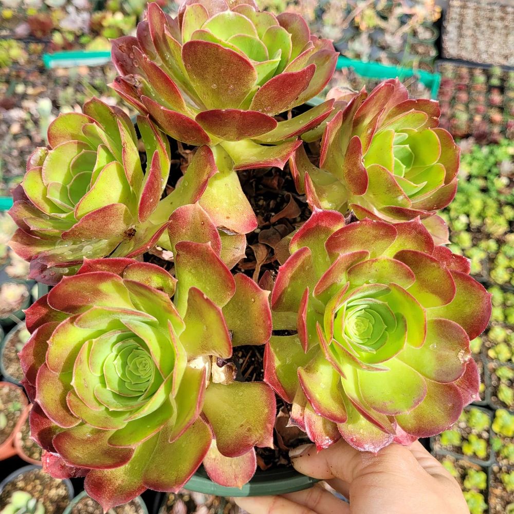 photo of some aeoniums, a flowerlike succulent with a gradient from green in the center to rose at the periphery 