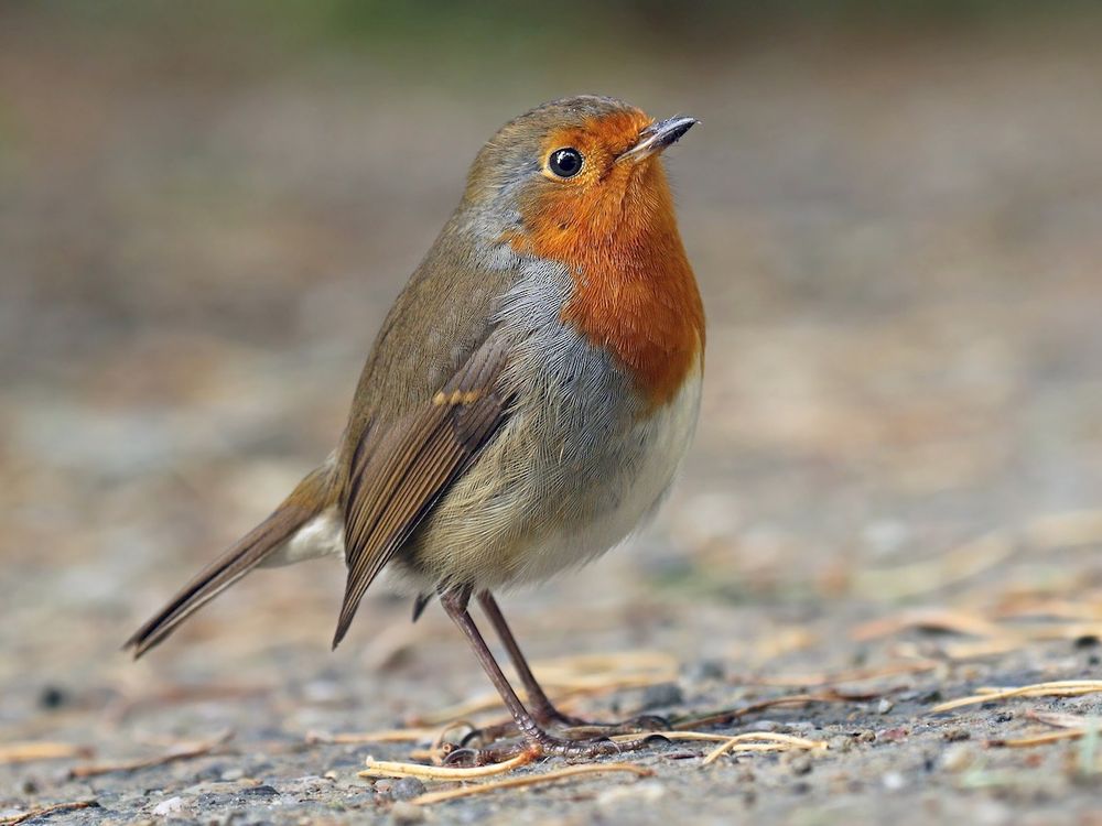 European Robin stood up the ground his/her redbreast is on display. 