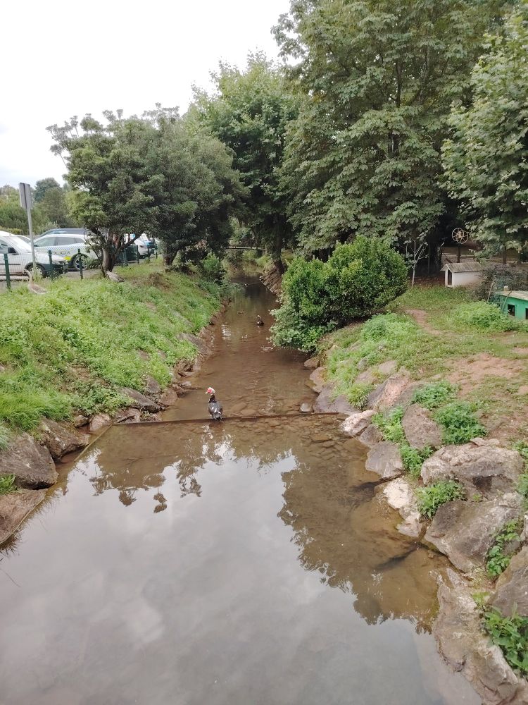 A bit more water in the river as it has been dammed. There is a solitary duck in the middle of the river which is surrounded by trees and backs onto a carpark. 