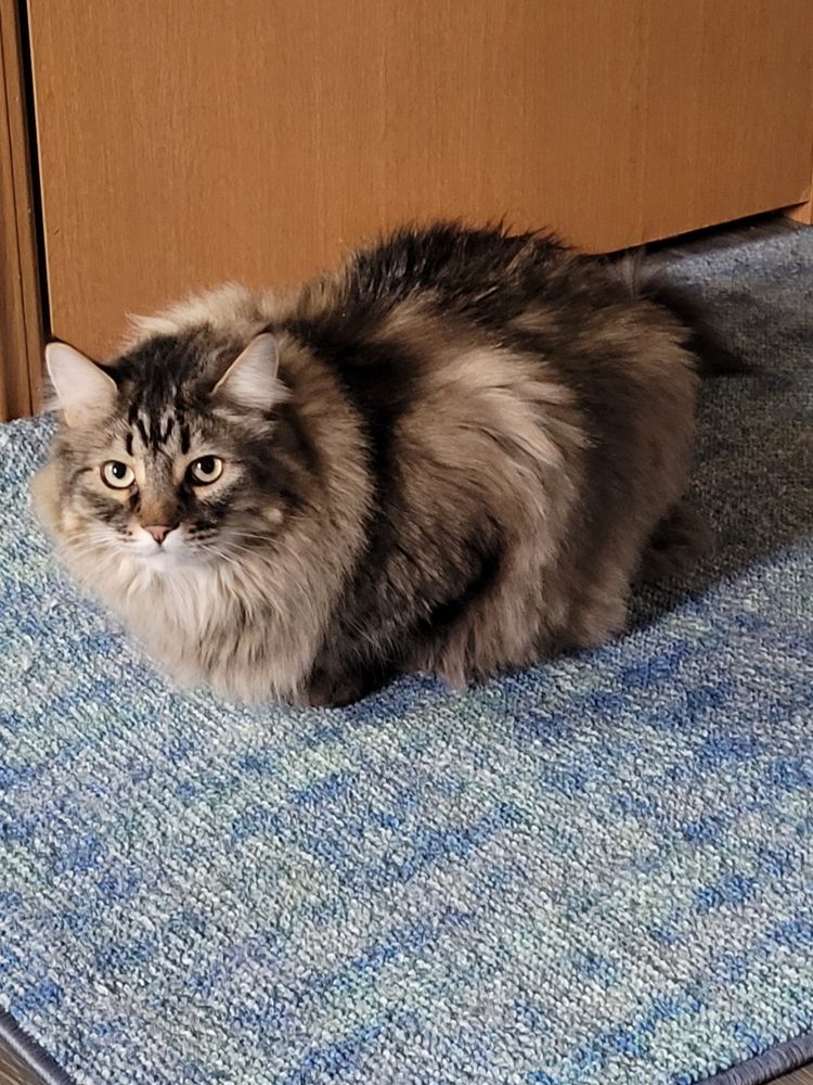 A 17-pound fluffy tabby cat sits in front of a door on a blue patterned carpet. 