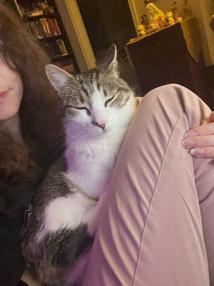 Dio the cat chilling in my lap