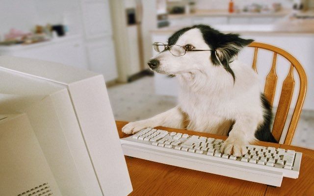 Dog wearing eye glasses and using older computer 