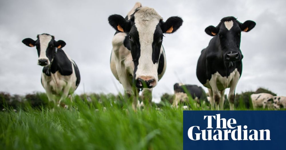 Most UK dairy farms ignoring pollution rules as manure spews into rivers