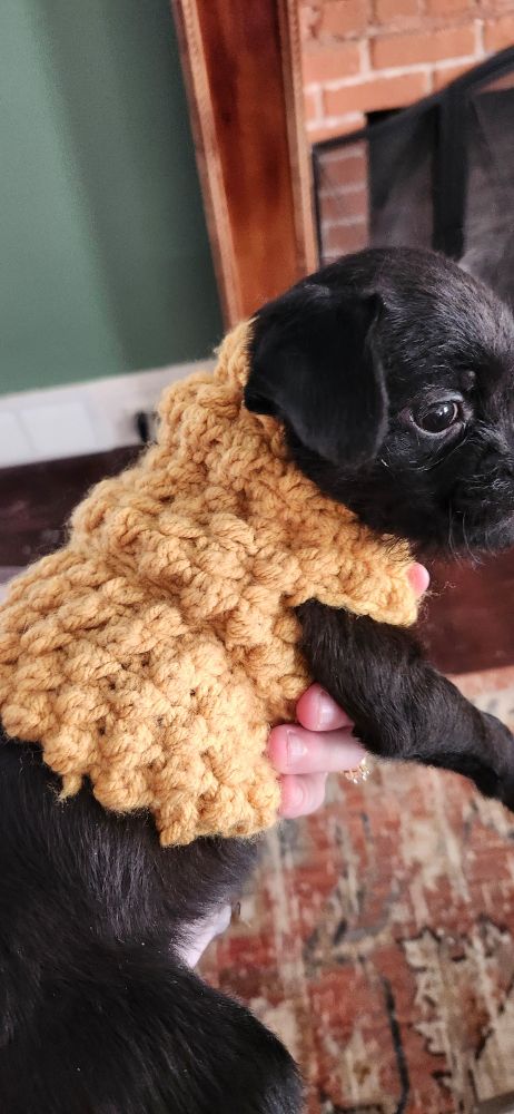 A little black puppy is being held up so that you can see his side profile and a different angle of the yellow crocheted sweater.