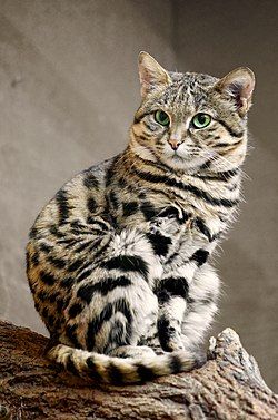 The black footed cat has a tan body with a spotted black coat and green eyes. It looks like a small domestic cat.