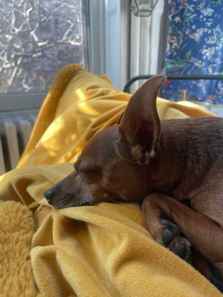 The most adorable dog in the world, napping in blissful ignorance. She is a nine pound rescue, probably a mini pinscher and chihuahua mix, with brown short hair and a tiny deer-like face. The photo shows her laying on a fuzzy yellow blanket in dappled sunlight through the window in the background showing bare branches of a magnolia tree. Her very adorable oversized ears stick up, and one little paw is visible tucked up by her chin. 