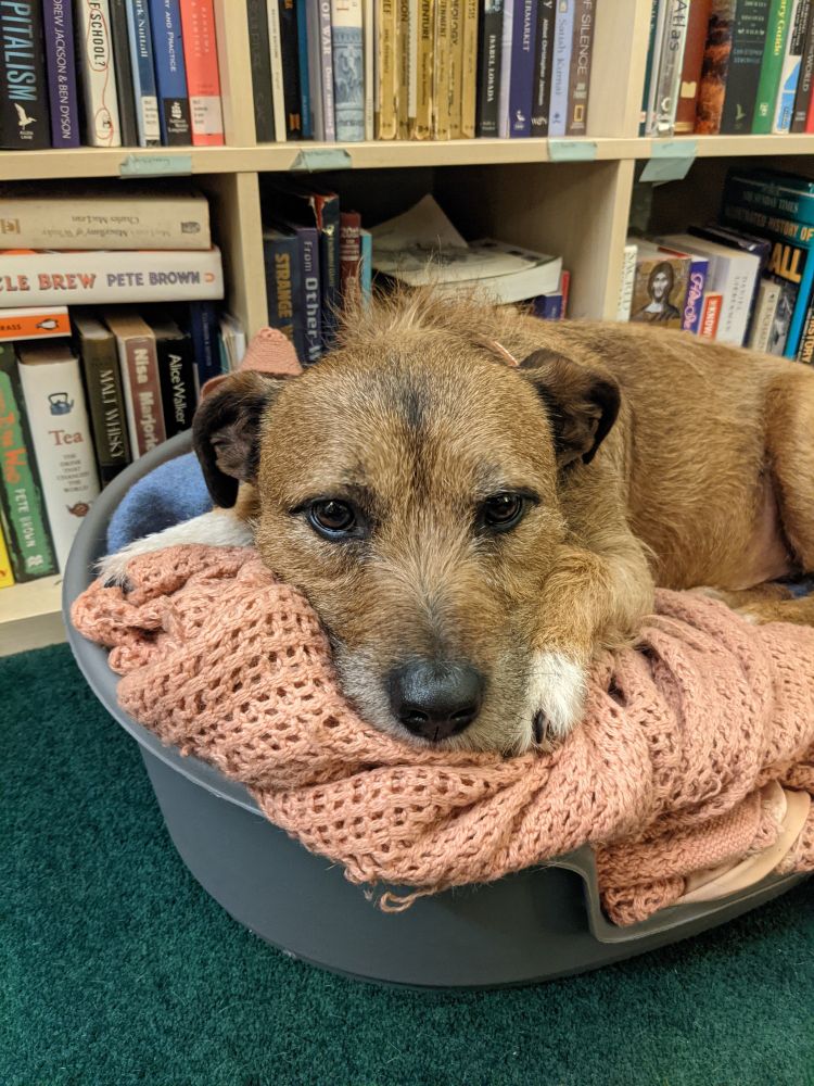 Small brown dog, lying in his basket on a blanket with his chin on his paws