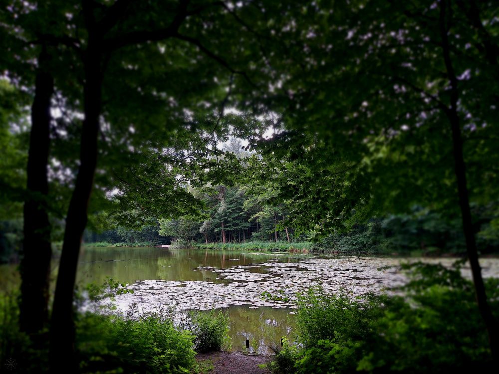 Foto eines Teichs im Wald, umgeben von Bäumen und ruhiger Natur
