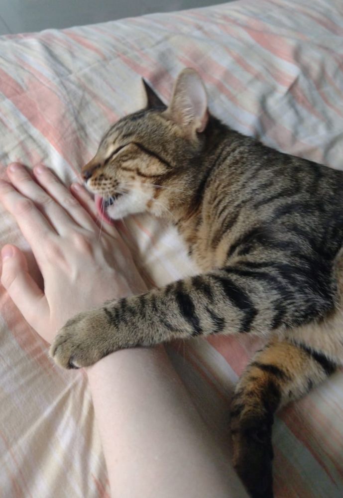 Biscoito, a brown tabby cat, is on human's bed, licking human's hand. 