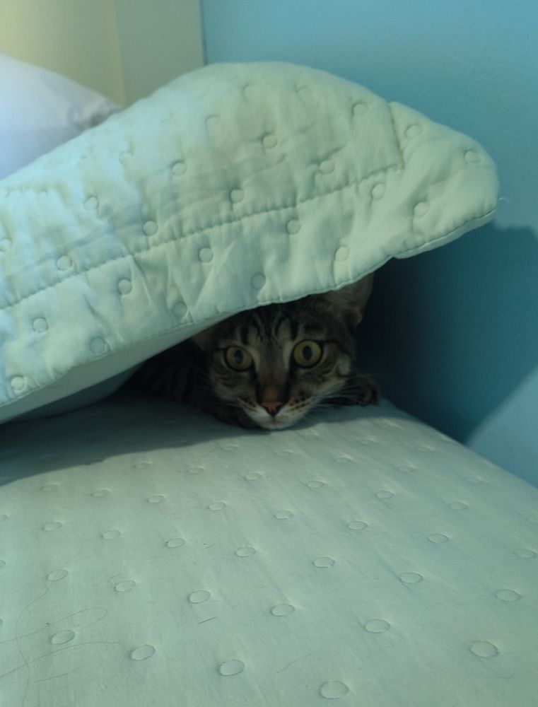 Biscoito, a brown tabby cat, is laying on human's bed, under a pillow. Only his face is visible. 