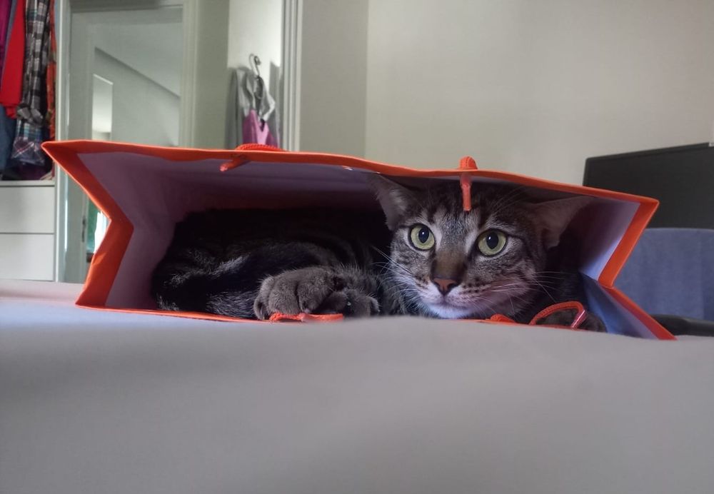 Biscoito, a brown tabby cat, is inside a shopping bag 