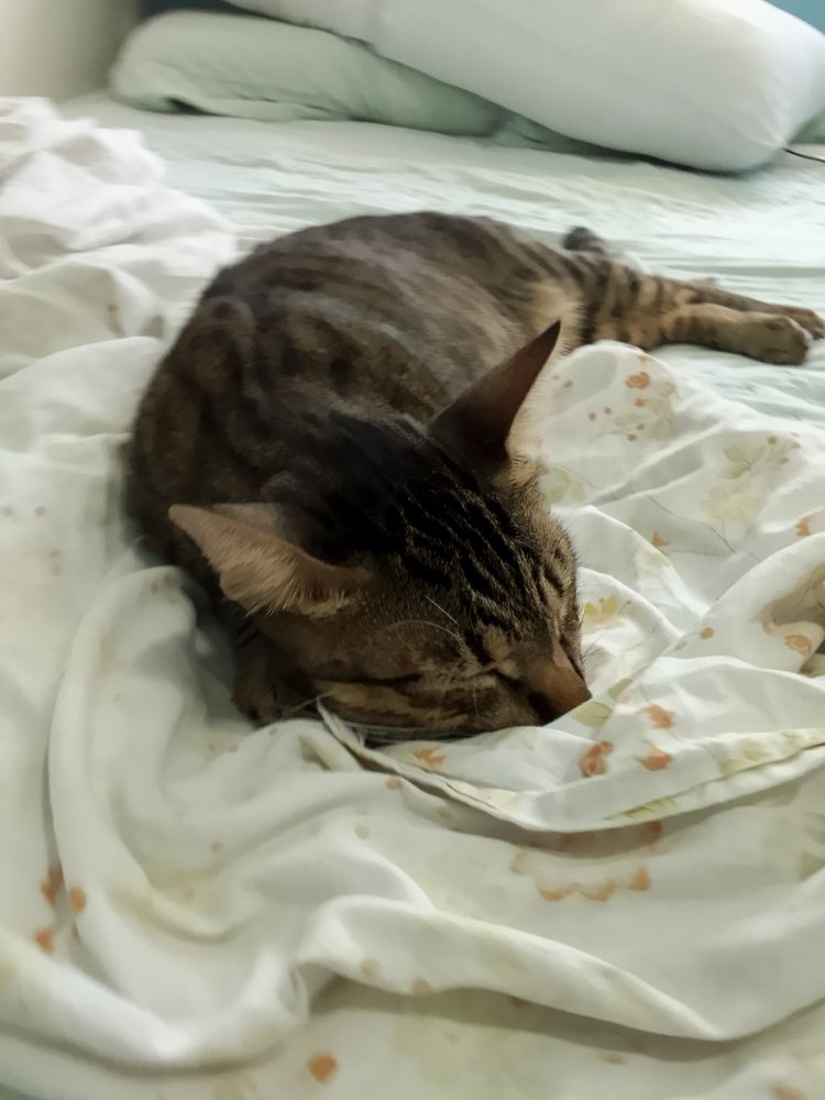 Biscoito, a brown tabby cat, is sleeping over human's sheet, on human's bed 