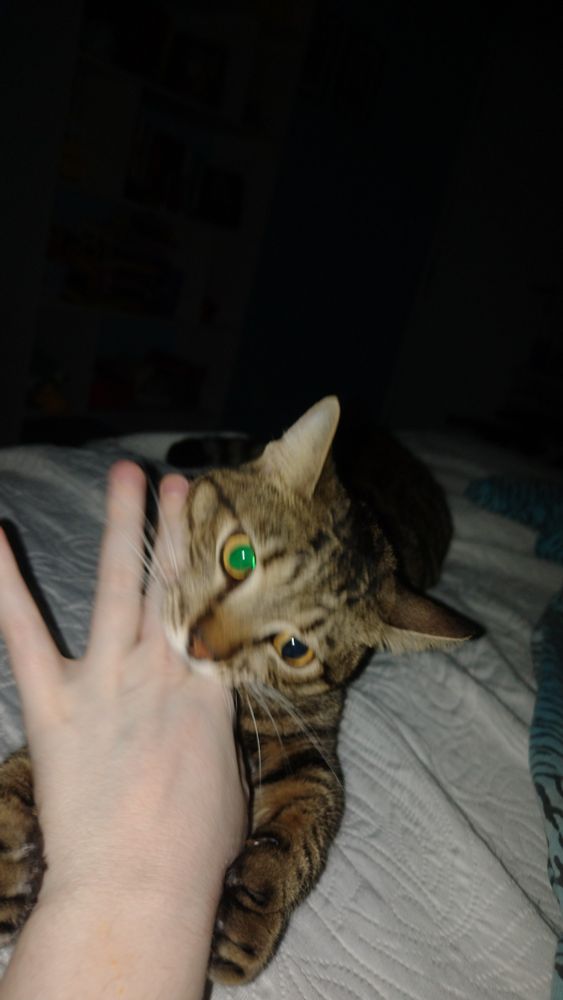 Biscoito, a brown tabby cat, is biting human's hand. The photo was taken in the dark with flash on 