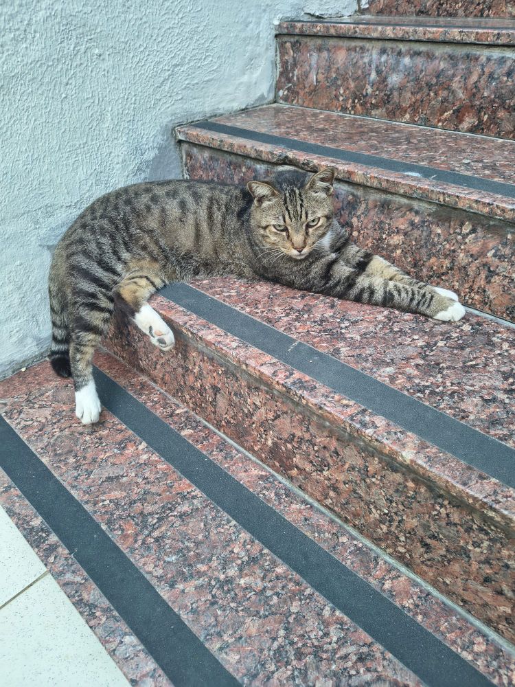 Bobó, a brown tabby cat with white mittens, is laying on the stairs very lazily 