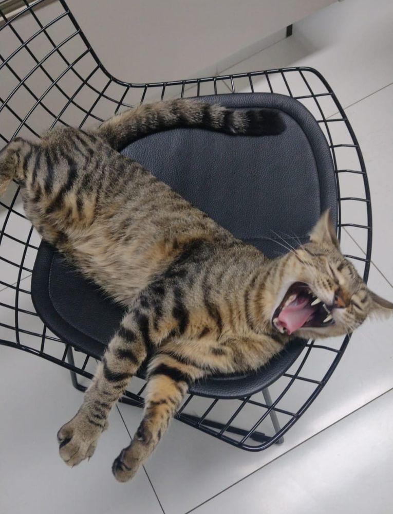 Biscoito, a brown tabby cat, is laying on a kitchen chair and he's yawning so you can see his teeth 