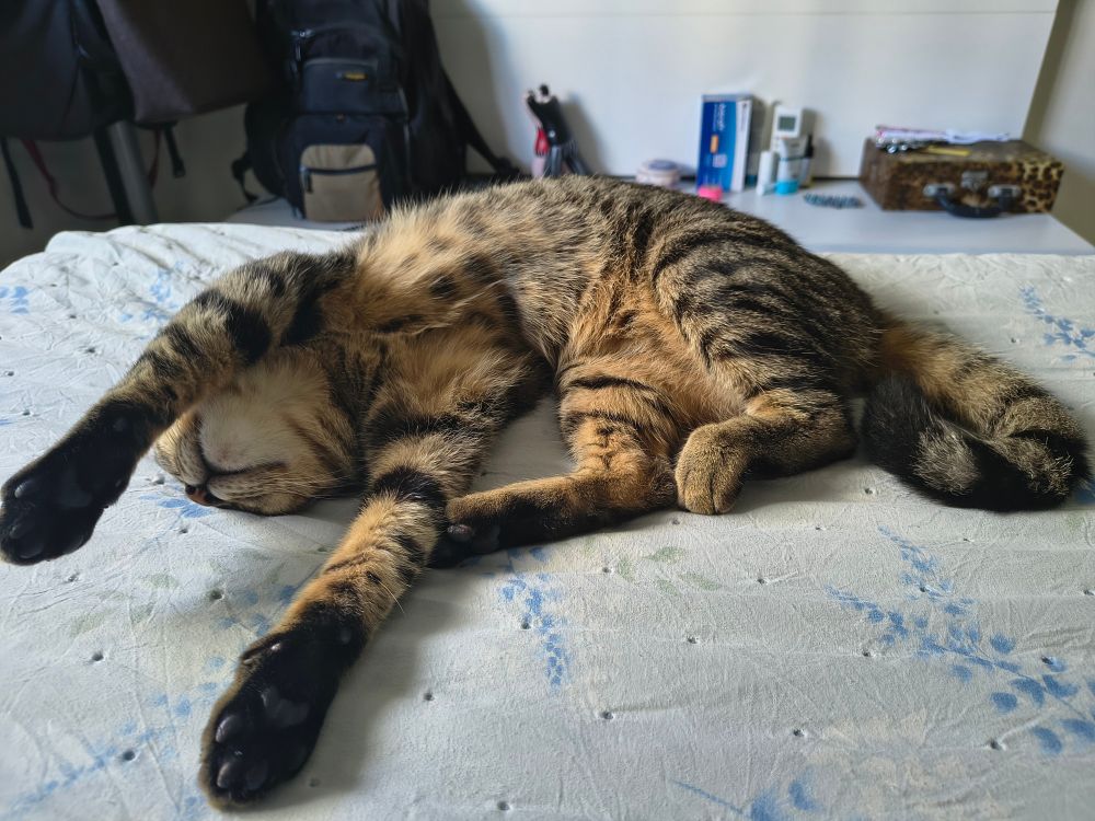 Biscoito, a brown tabby cat, is sleeping on human's bed with his front paws raised. 