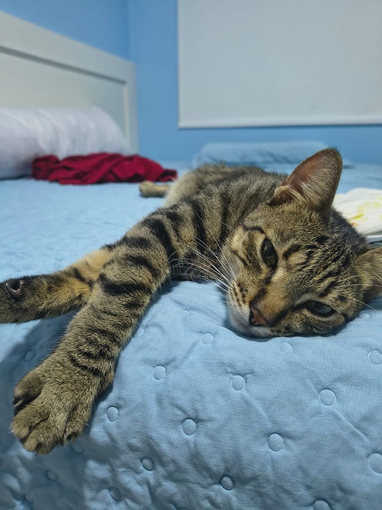 Biscoito, a brown tabby cat, is laying on human's bed with crossed paws. He looks grumpy 